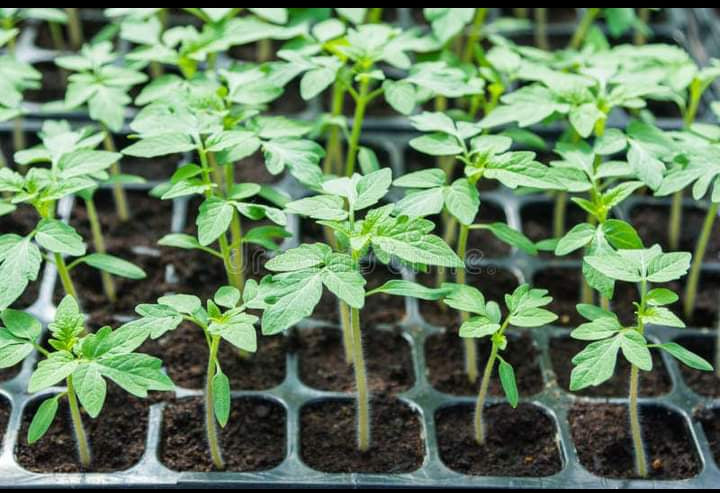 plateaux de germination 200 alvéoles