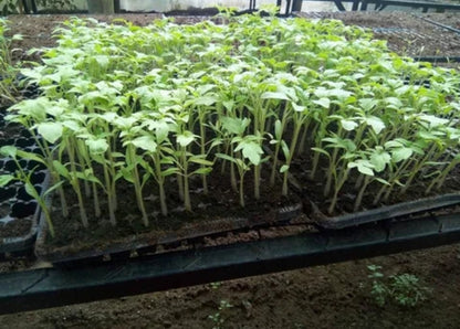 Sachet tomates (RIO grande)